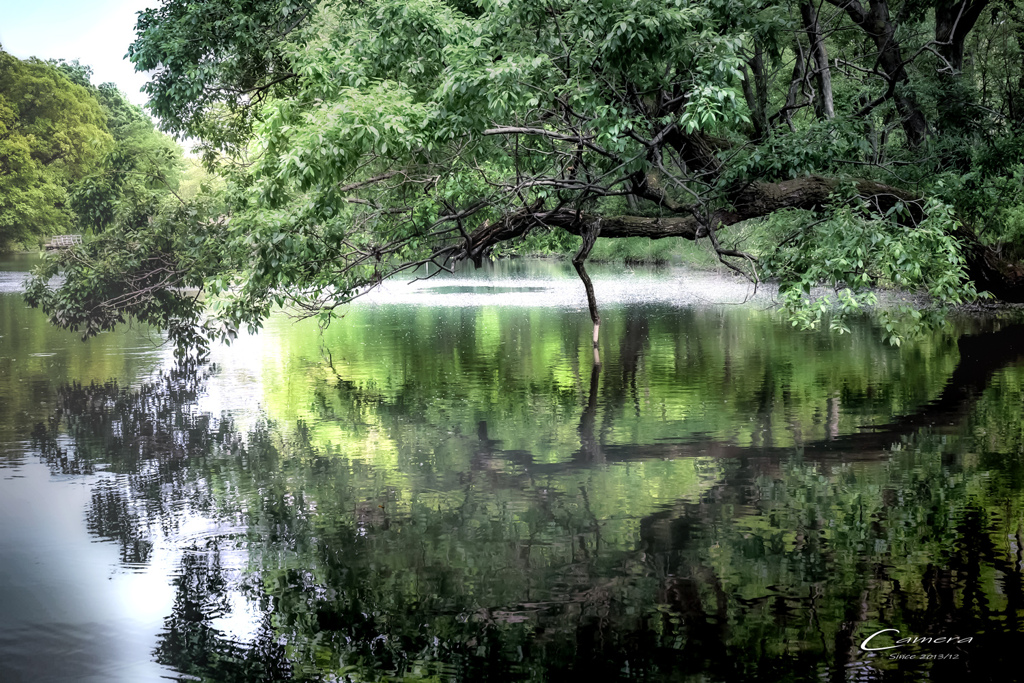 in the forest  Ⅴ