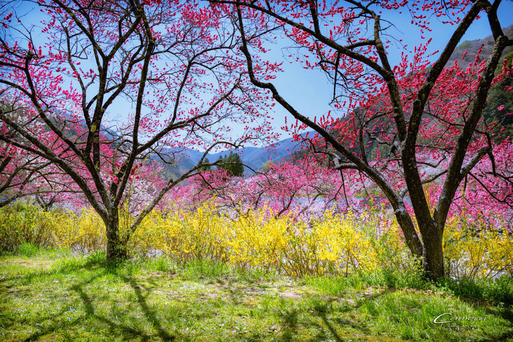 花桃の里 Ⅸ