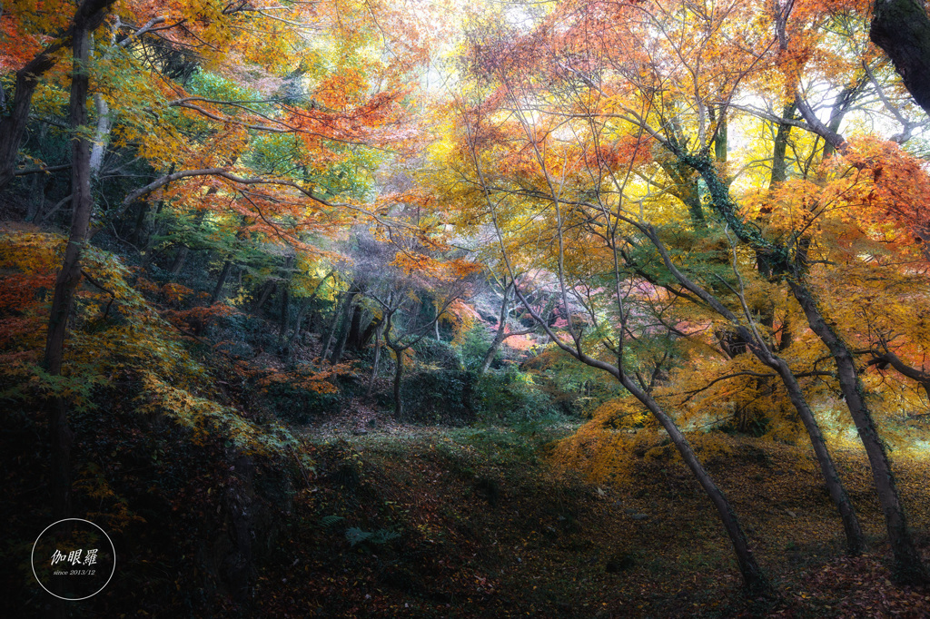 深秋、光の通り道