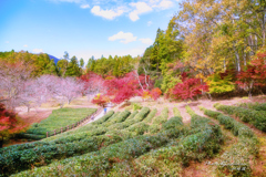 茶畑と紅葉