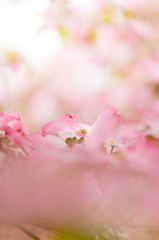 薄紅色のハナミズキ ３