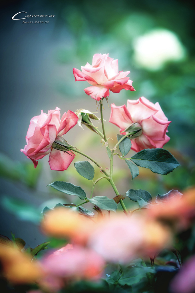 薔薇の品格