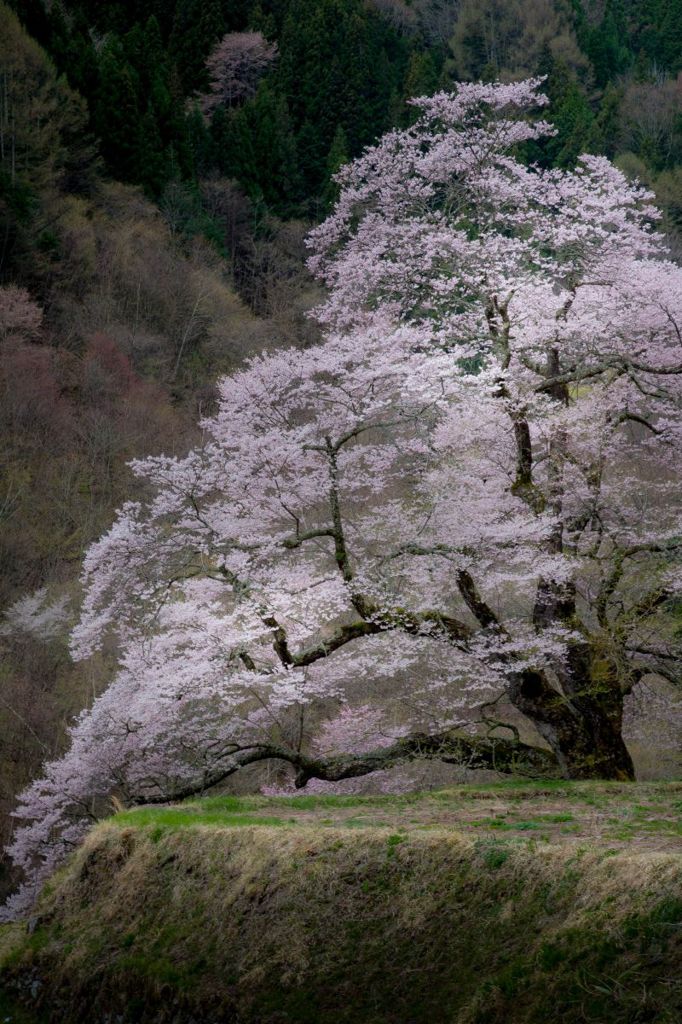 銘木 「駒つなぎの桜」　４