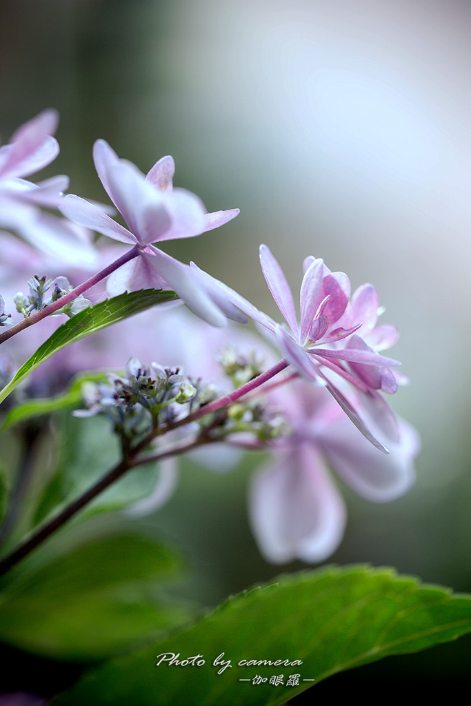 梅雨の華 Ⅳ