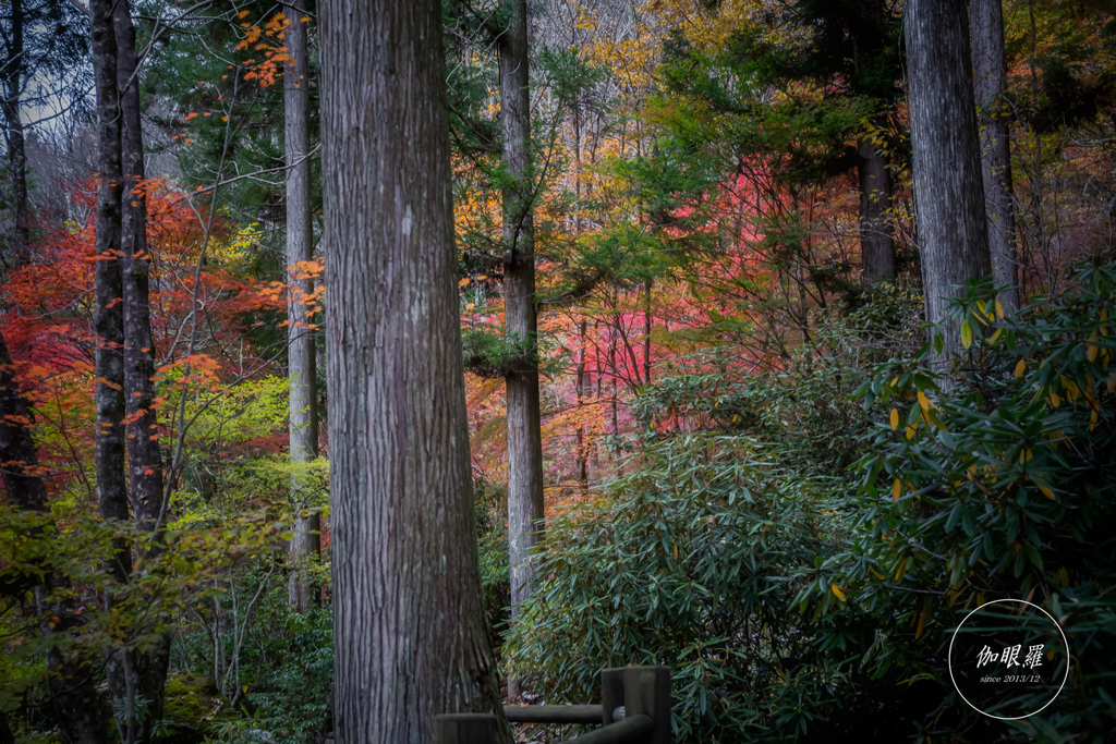 Autumn Color Forest