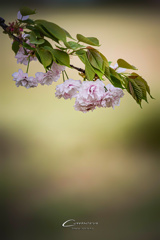 八重桜 Ⅳ