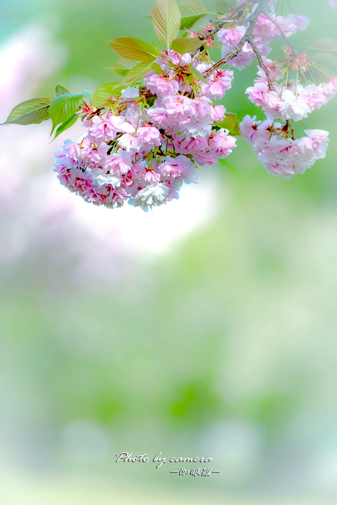 lovely