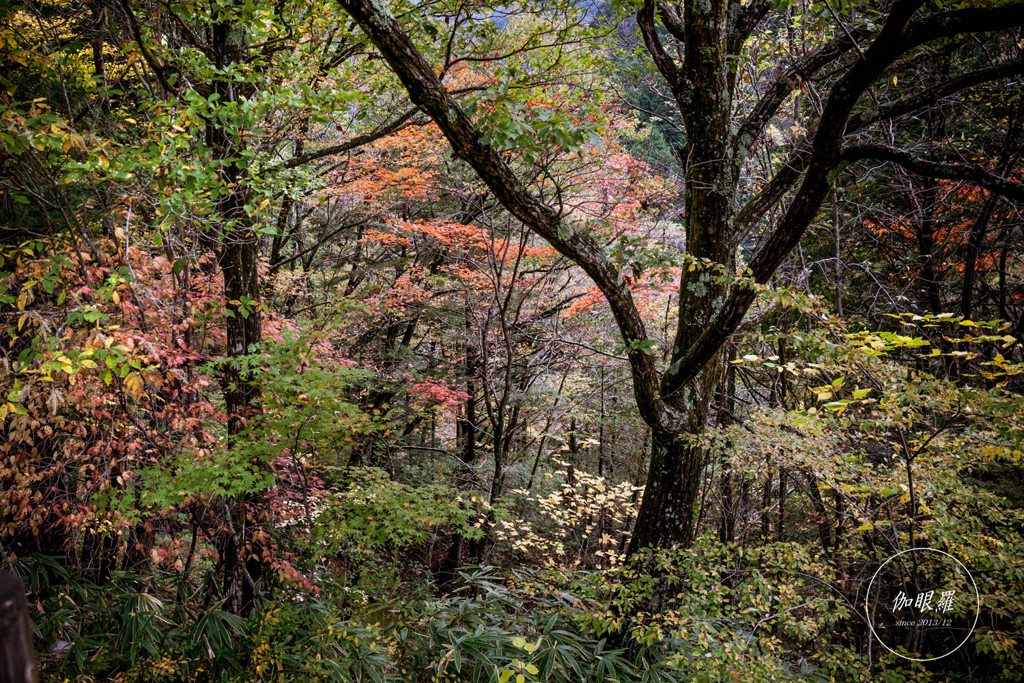 autumn forest Ⅱ