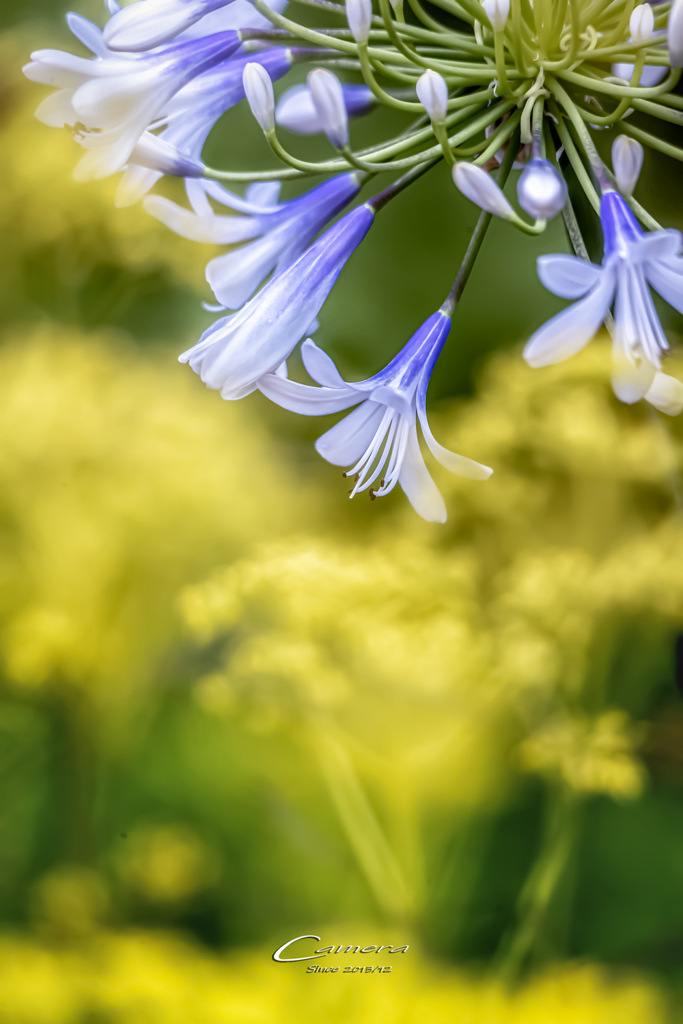 Agapanthus