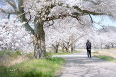 爛漫のひととき