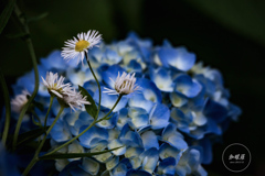 紫陽花に寄り添うハルジオン