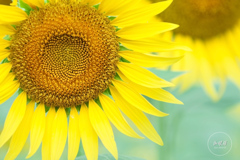 Vitamin color