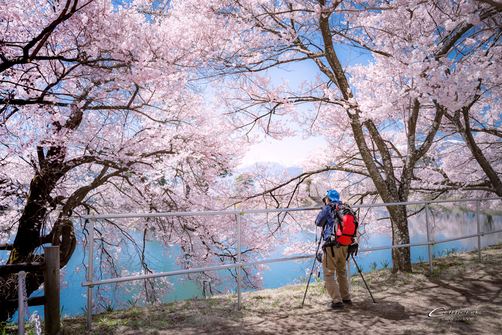 桜とカメラマン