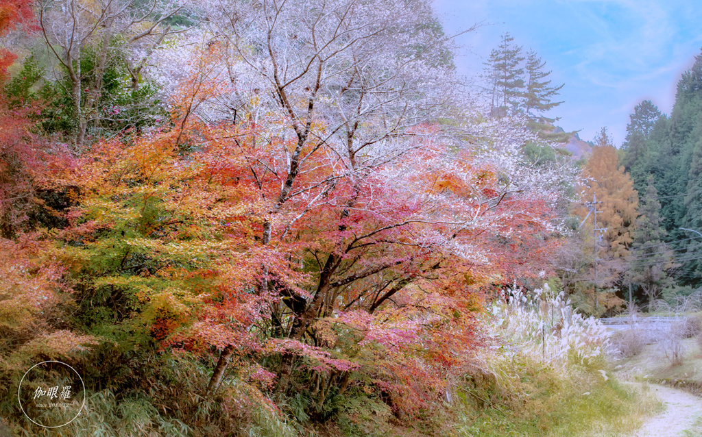 四季桜 - 華やぎの晩秋 Ⅳ