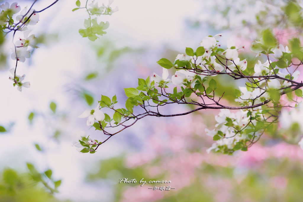 花水木