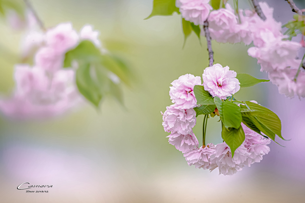 八重桜 Ⅵ