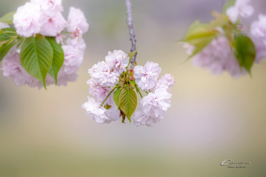 八重桜 Ⅶ