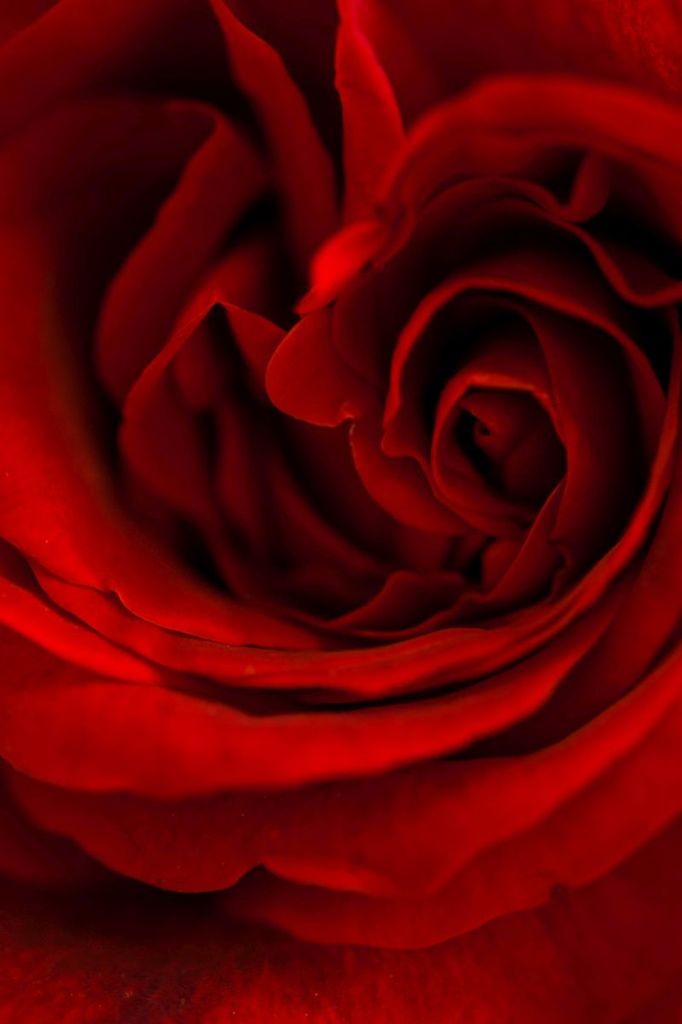 The Red. 1