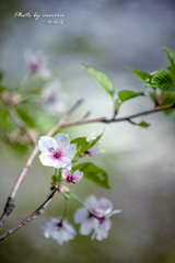 山桜