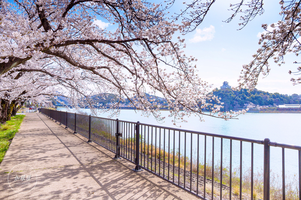 桜並木の遊歩道