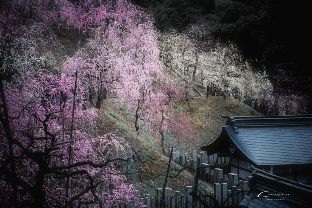大縣神社 しだれ梅