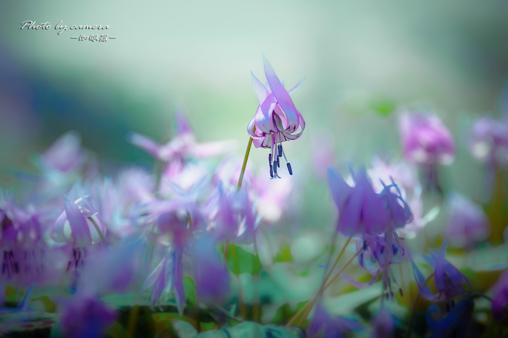 Fairy 2