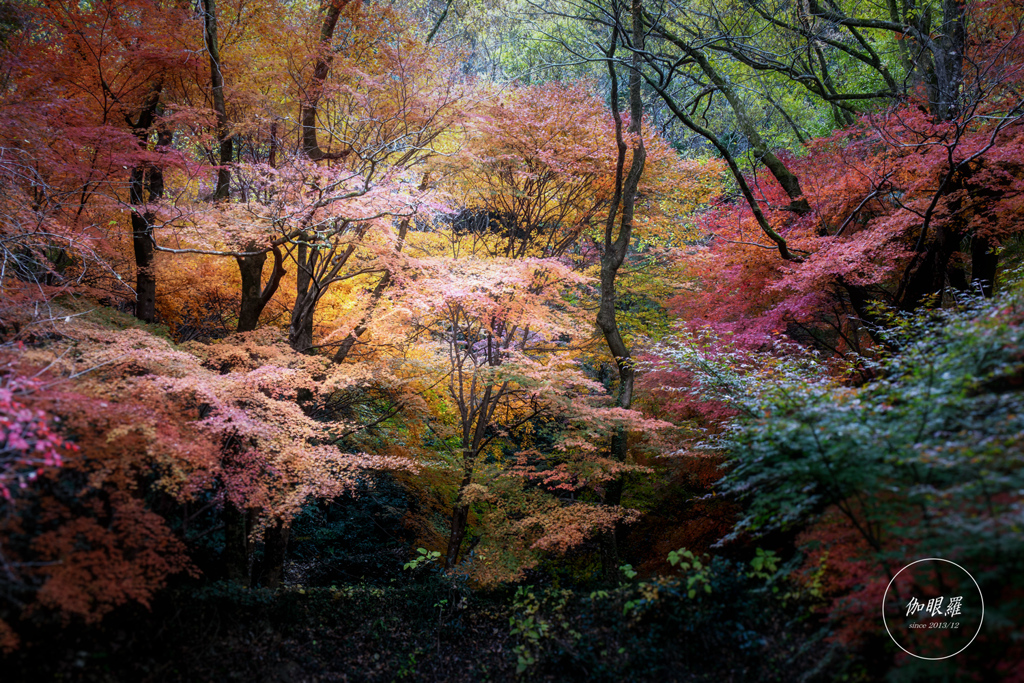 晩秋の森 Ⅱ