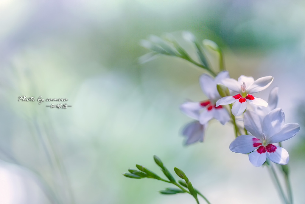 Flower in my garden Ⅹ