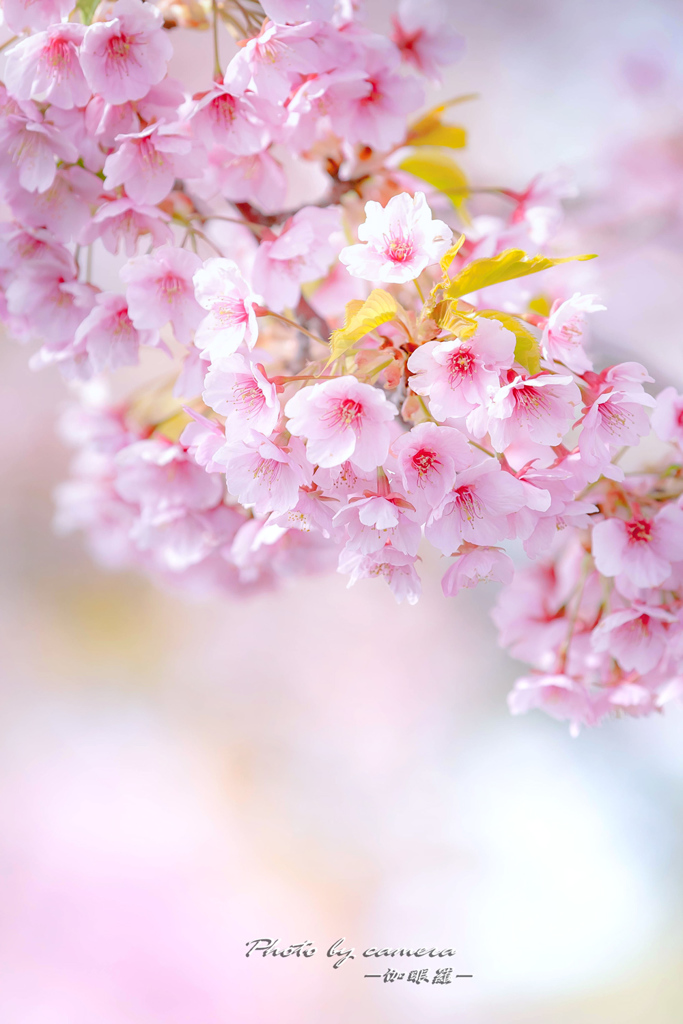 河津桜