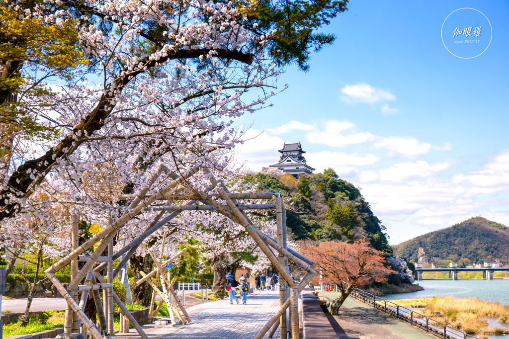桜 纏う犬山城