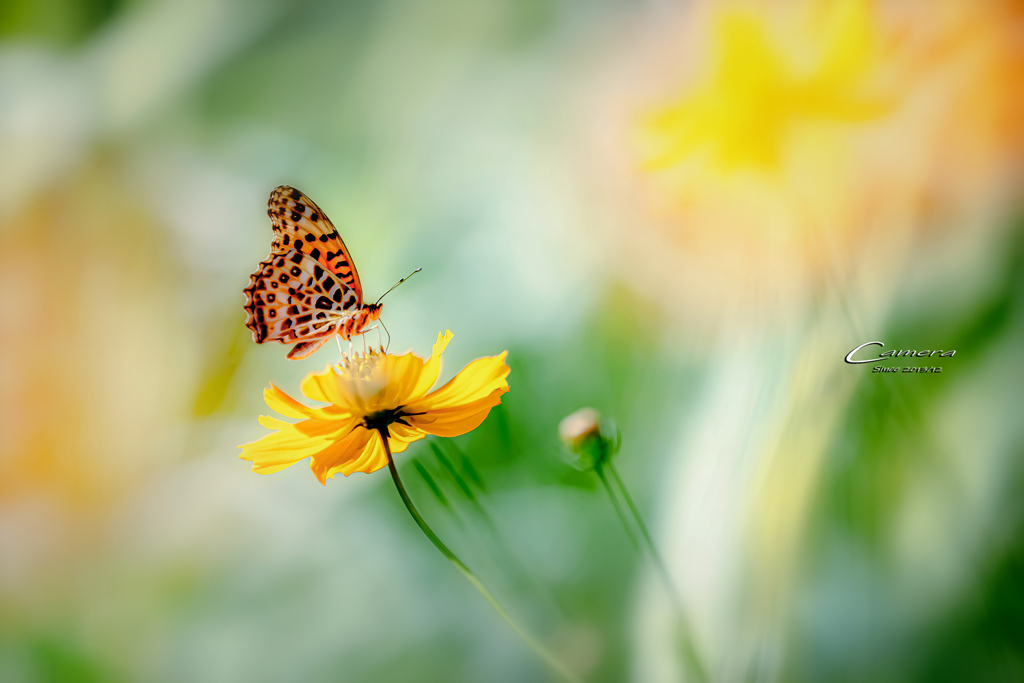 Chasing flowers　2