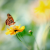Chasing flowers　2