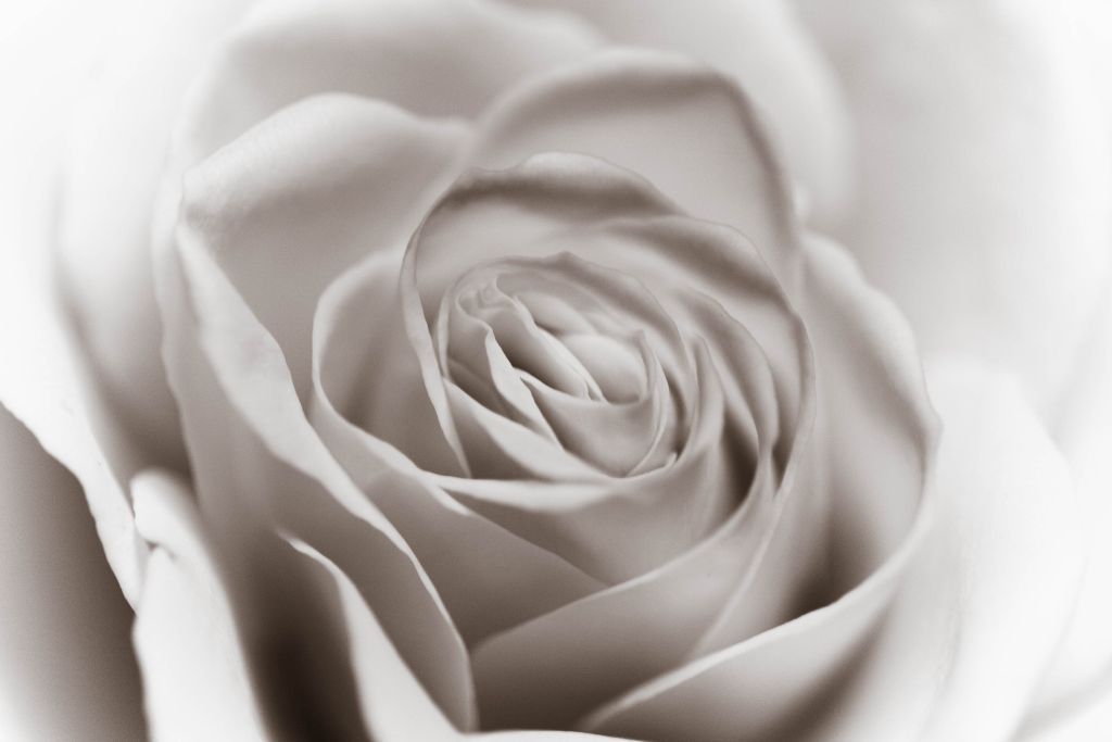Yellow rose - monotone