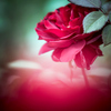 Red rose