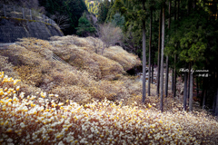 ミツマタ群生地 2