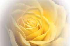 Yellow rose 2