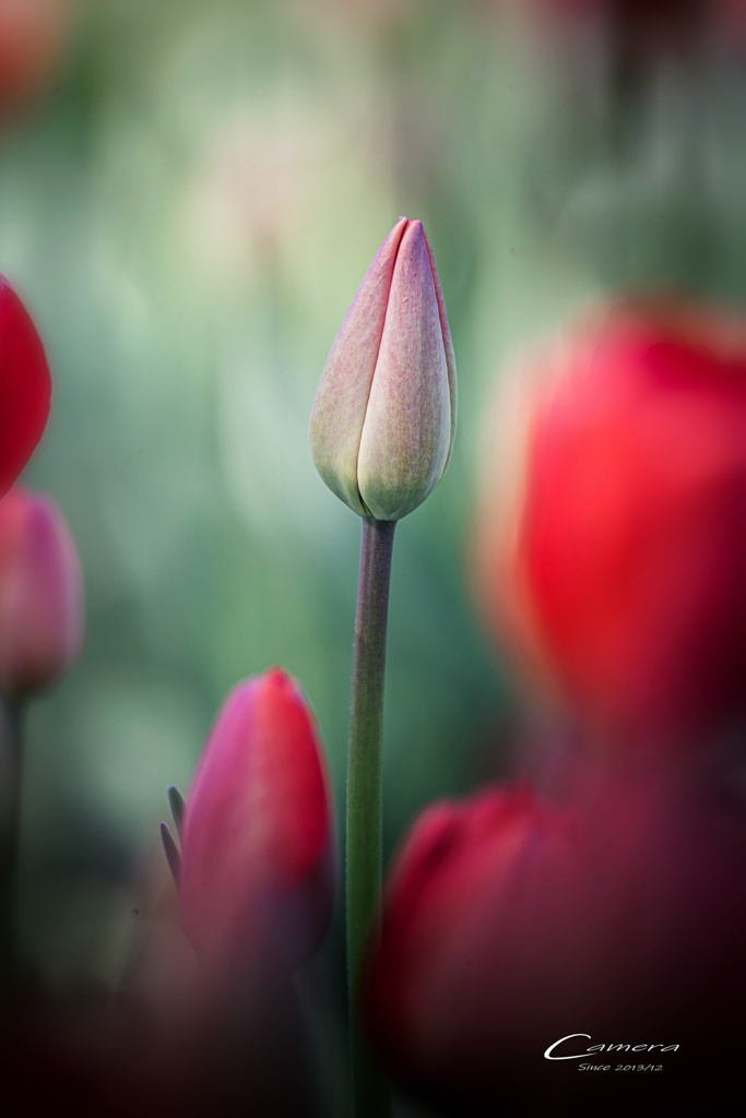 Tulips 3