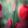 Tulips 3