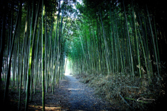 竹林　3