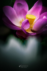蓮　2019-5