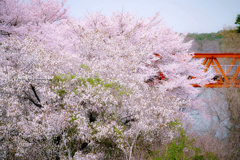 桜花爛漫