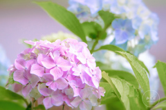 やさしい彩り