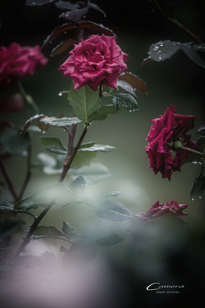 Rose in the rain Ⅱ