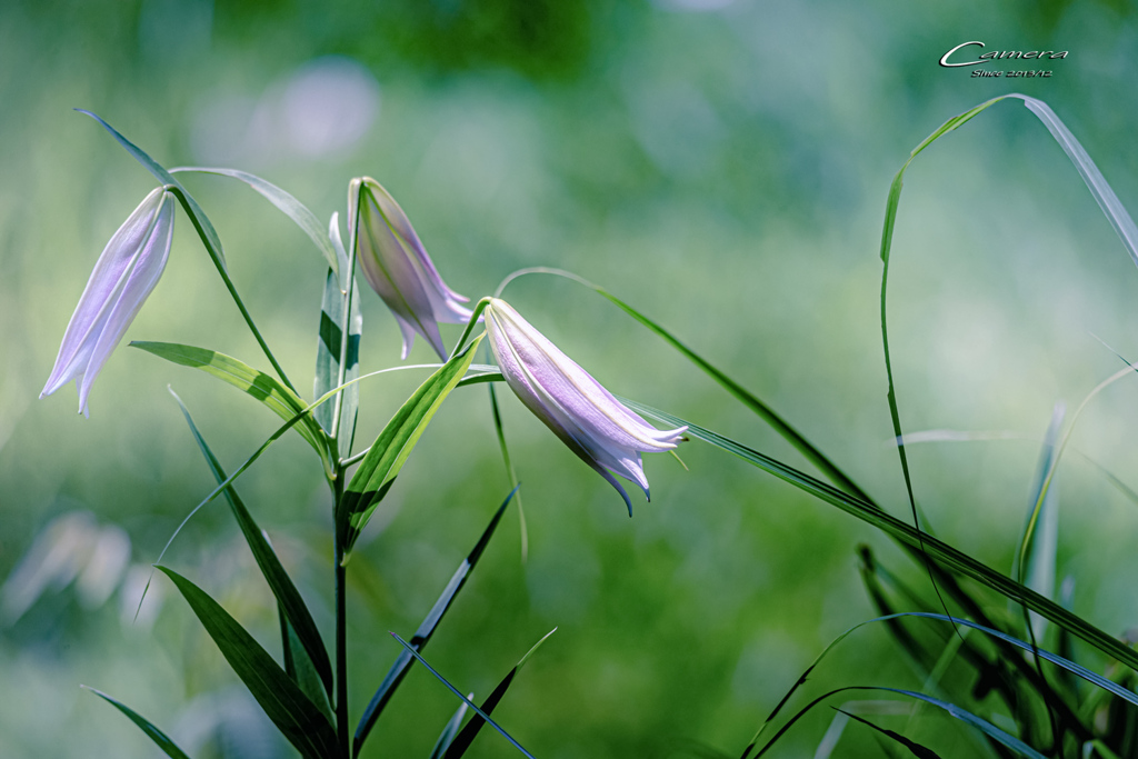 初夏の森に咲く　Ⅲ