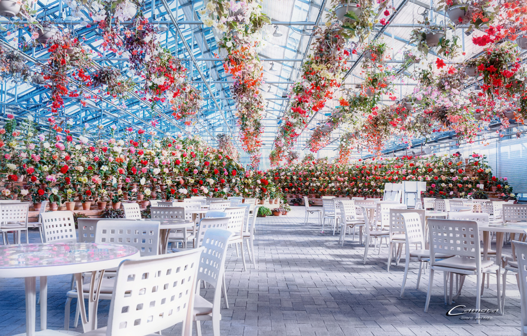 Begonia garden