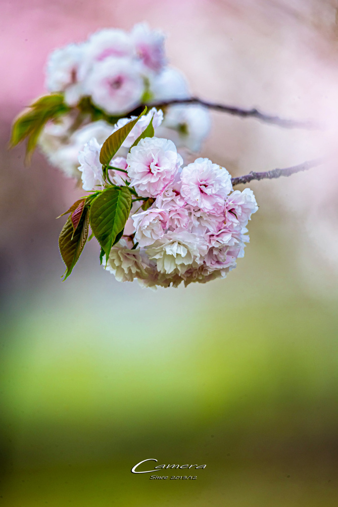 八重桜 Ⅴ
