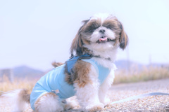 ちょっと凛々しく