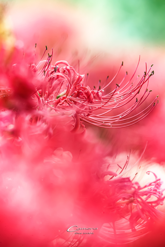 彼岸花 2021-7