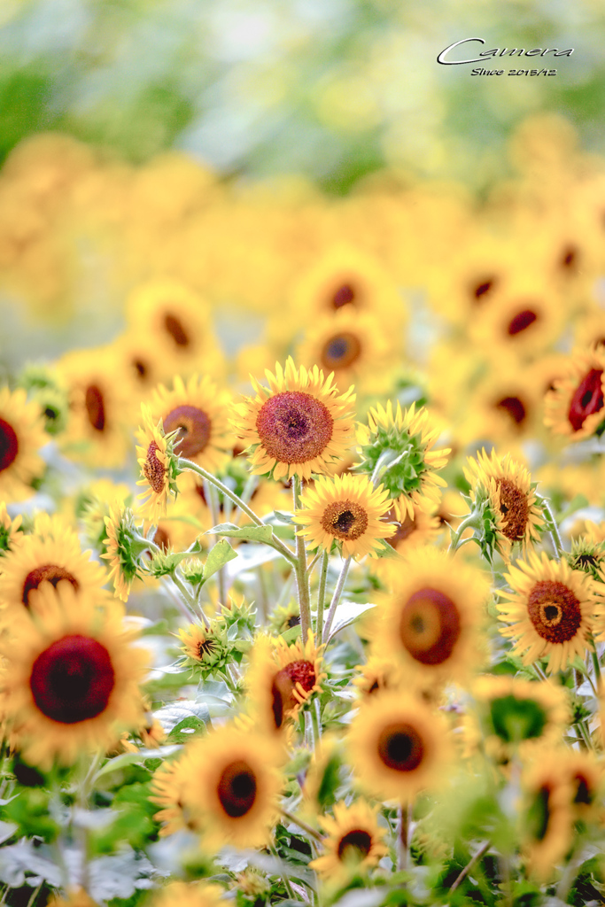 Sunflowers