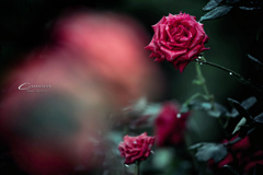 Rose in the rain Ⅸ